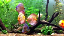 Planted discus community aquarium update