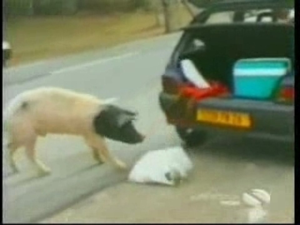 Animali dispettosi