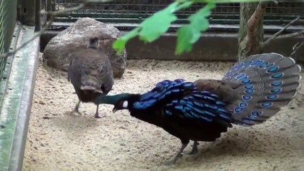 palawan peacock pheasant display