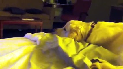 My dog Kobie watches "Marley & Me"