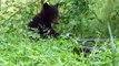 May 17, 2014- Sugar Bear, Sweet Pea, Bucky and Cee Cee in the Wild Enclosure