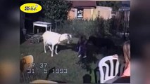Funny Animals Videos   Funny Animals Compilation  Crazy Goats Gone Wild