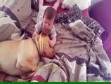 Cute Cats and Dogs Love Babies Compilation Funny Videos
