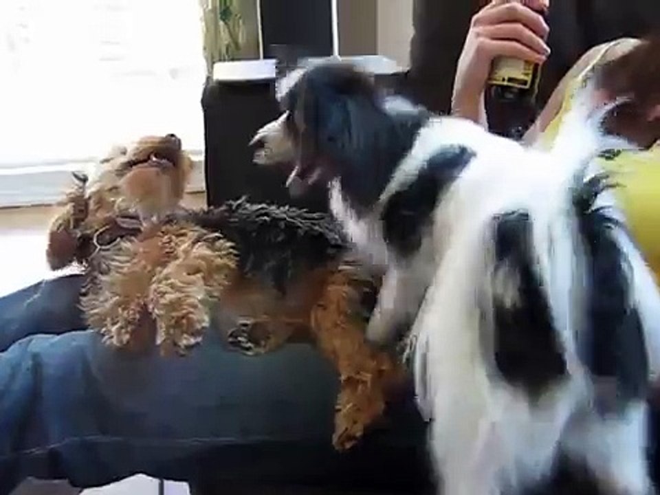 Dog attack yorkie papillon