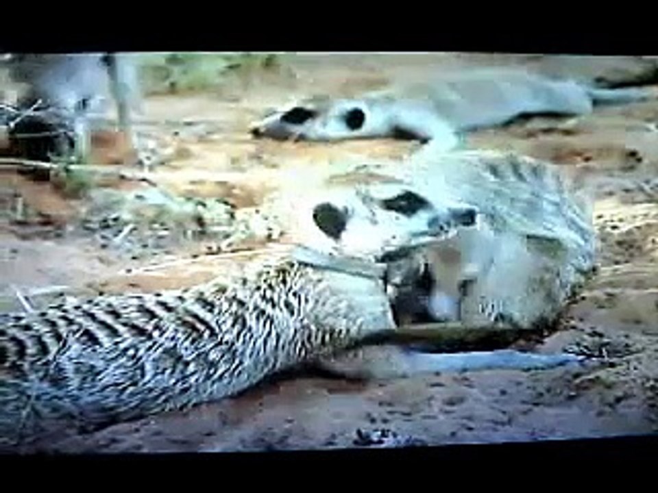 Meerkat Manor A Tribute To Flower