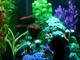 My Updated 28 Gallon Bowfront aquarium