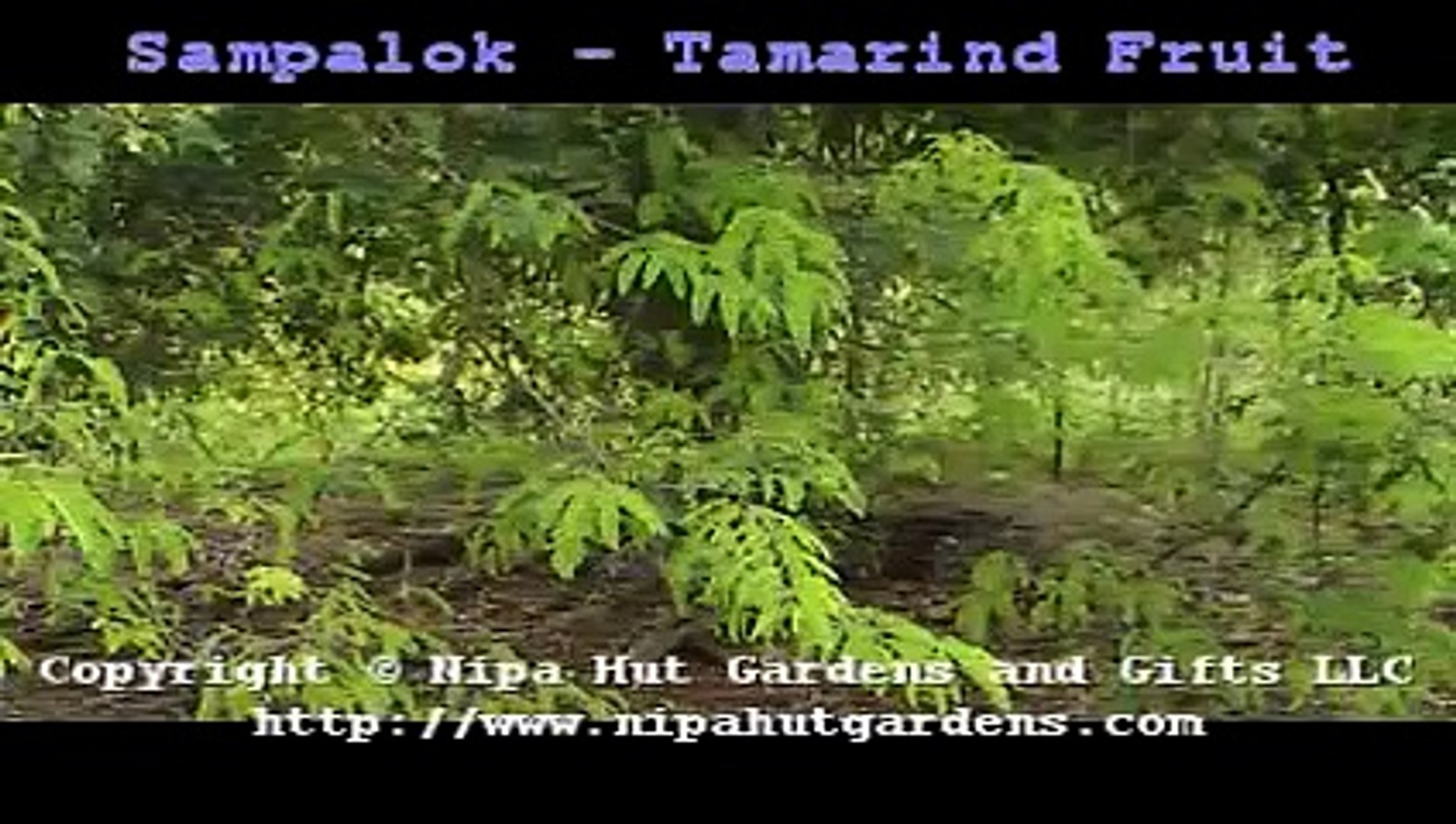 Filipino Sampalok - Tamarind Fruit Tree