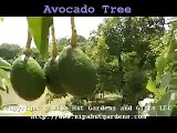 Avocado Fruit Trees