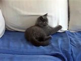 The British Shorthair that thinks he's a Dog
