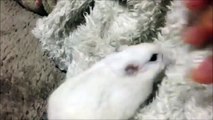 パジャマのモコモコに大興奮するハムスター 　Hamster likes a fluffy pajamas