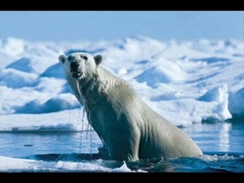 L'ours polaire