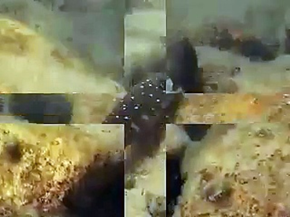 Cichlids of Lake Tanganyika 2