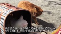 【宇宙猫VS頭が子猫】ドキドキの対面！完全箱入り保護猫VS引きこもり猫