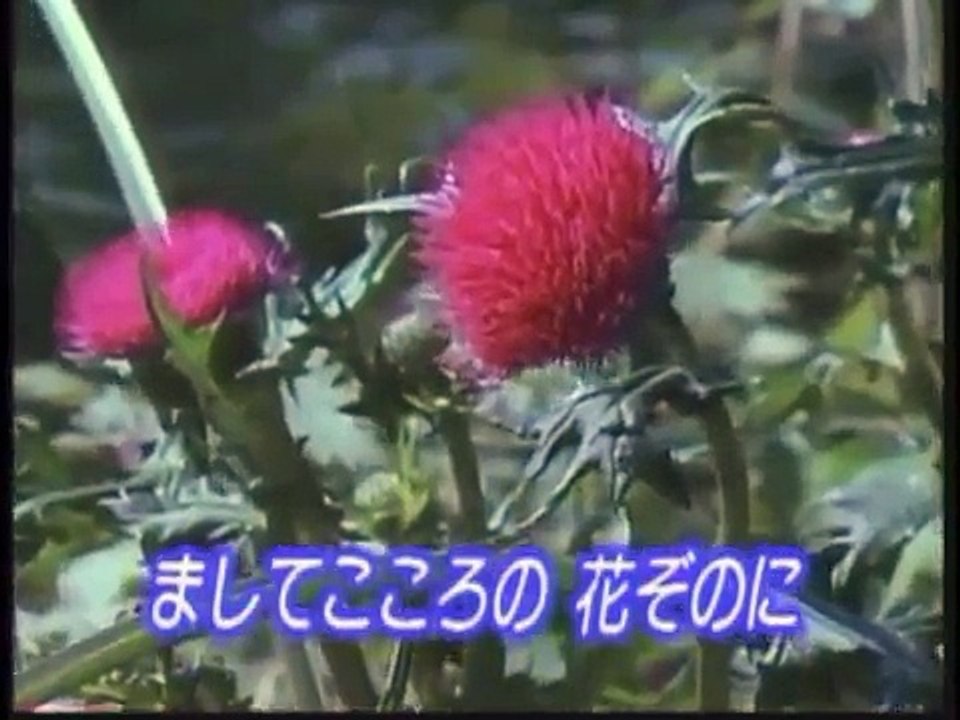 あざみの歌（1950年代日本NHK電台放送好歌）山薊花之歌