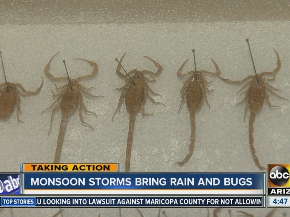 Monsoon storms bring rain and bugs