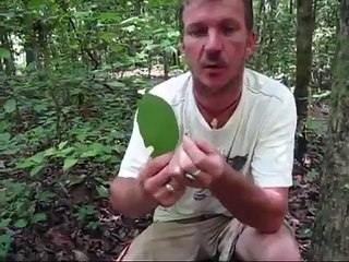 X MEDICAL PLANT DEFEAT INSECT & GROUND = CORDYCEPS SINESIS