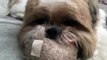 Gizmo the Shih Tzu - video update (4 years old)