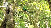 El Quetzal  Pharomachrus mocinno,Resplendent Quetzal