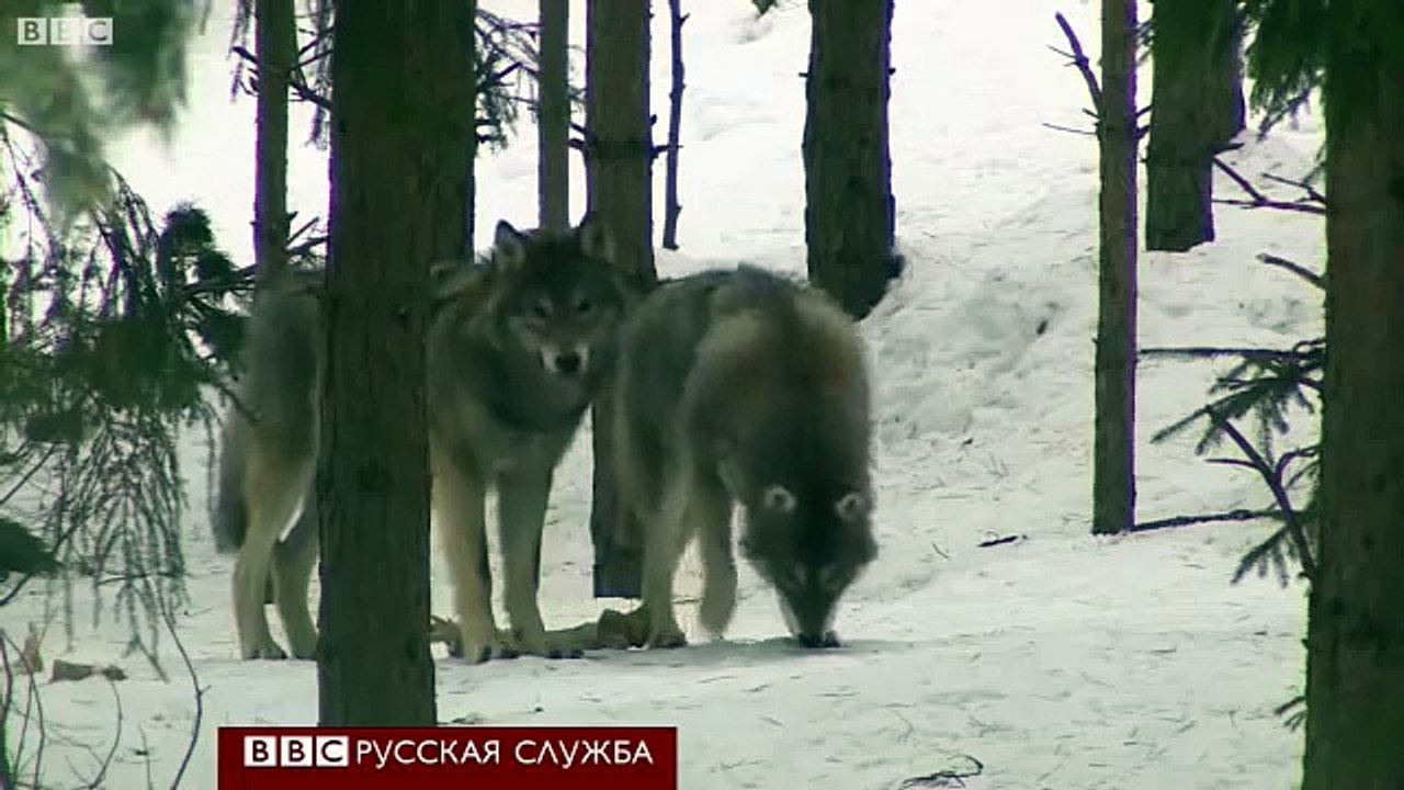 Охота на волков в Швеции: как это было