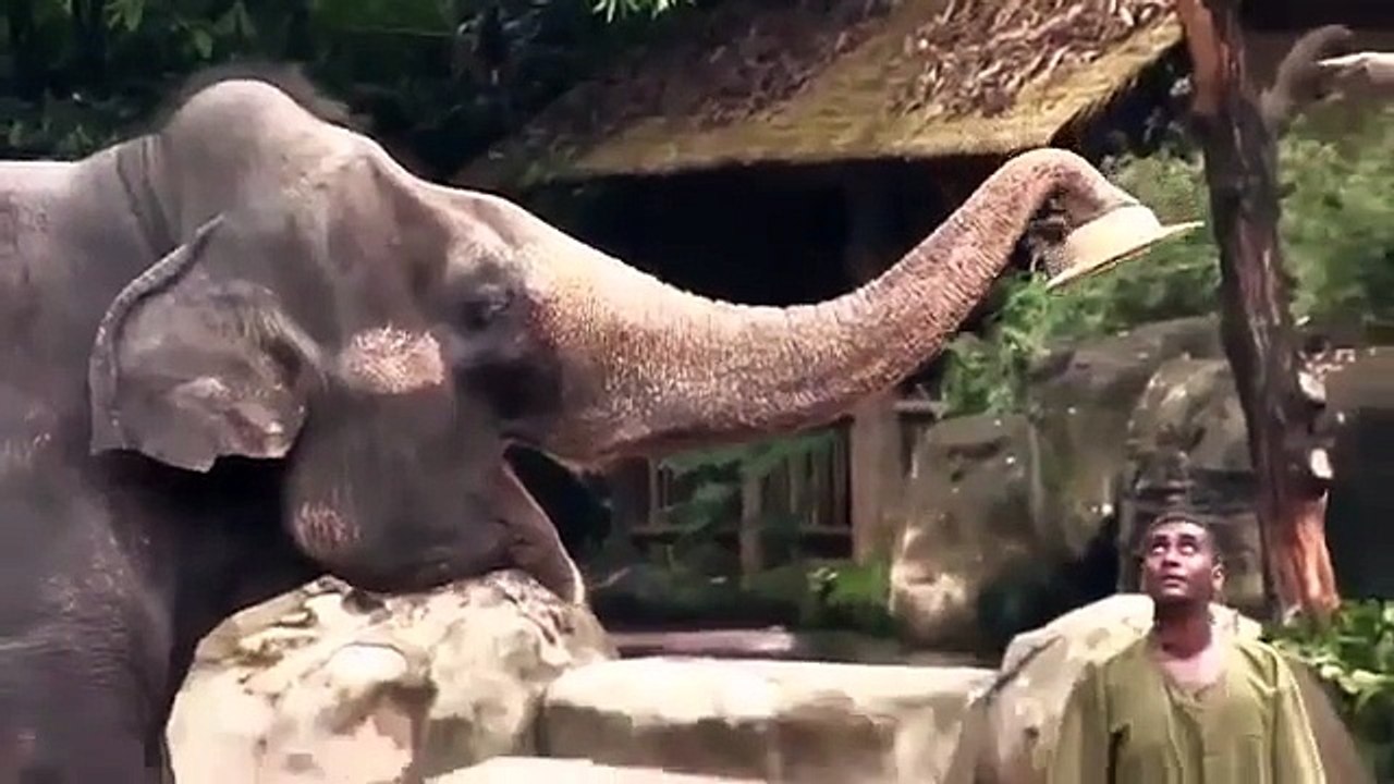 Animal Planet | Discovery Channel | Wild Life Documentary 2015 | National Geographic Wildl