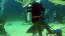 Diving Shark dive Bahamas