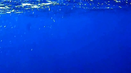 Blue whale underwater footage