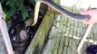 Cobra Handling - Monocled Cobra (Naja kaouthia) - Thailand