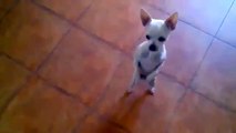 כלב רוקד סלסה   חמוד