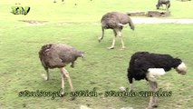 Wild Peers: Ostrich Family - Struisvogel