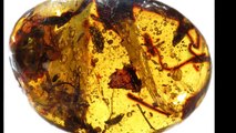 amber and copal (young amber)