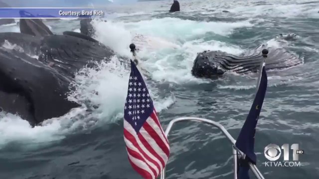 Une incroyable rencontre avec un groupe de baleines à bosse