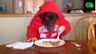 Funny animal , dog eating like human 2015