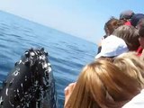 Whale Watching - Spyhops / Breaches Inches from Boat!