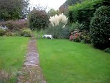 ENGLISH BULL TERRIER GHOST WALKING or TRANCING