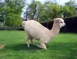 Animals mate Alpaca Gives Birth   Baby Animal Born Video