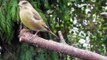 Film: Vogels in de tuin - Birds in the garden