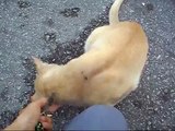 Sunny, A Stray Cat Detected with FIV (Feline Immunodeficiency Virus)