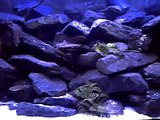 Mon aquarium de 250 litres du Lac Tanganyika