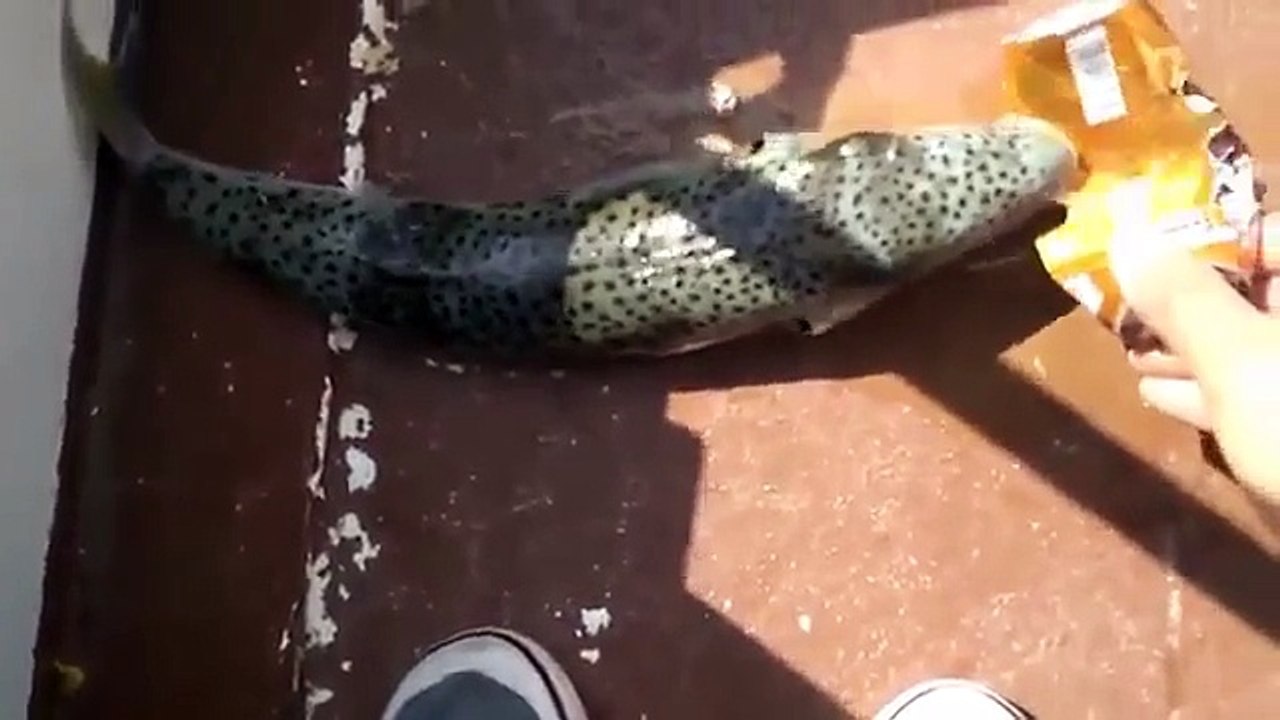Fish with razor blade teeth