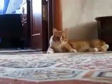 cat walks on two legs.. lol