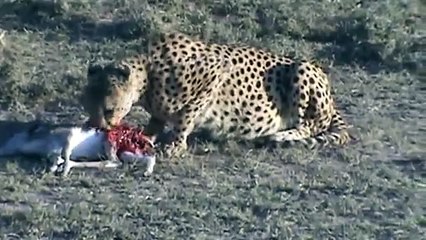 cheetah eating baby gazelle alive
