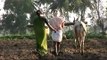 Agriculture in India: Farmer ploughs field with cattle in Karnataka