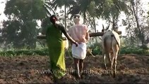 Agriculture in India: Farmer ploughs field with cattle in Karnataka
