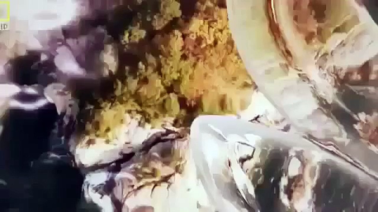 Wild Russia - Siberia. National Geographic Animals | National Geographic Documentary 2015