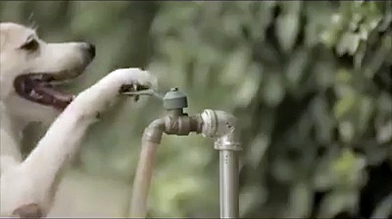 Dog Is very pet