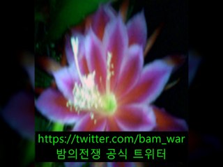 신촌핸플 아레나《 밤워 》〔갈마핸플 デ 상주핸플〕