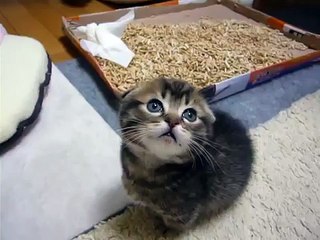 マンチカン　子猫　立っちん