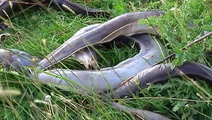 Duizenden palingen vinden de dood in Breebaartpolder bij Termunten - RTV Noord