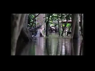 Giant Crocodile Caught on Tape in my Garden