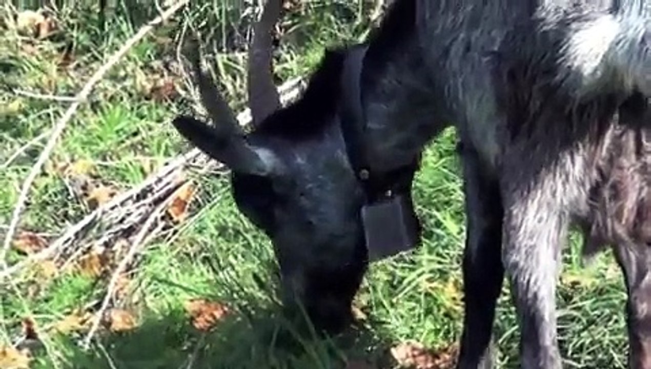Capra Grigia ProSpecieRara